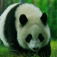 What are Pandas | Types of Pandas