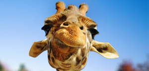 Giraffe Are Furious Picture