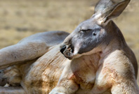 Kangaroo Are Gazzing