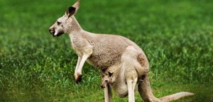 Kangaroo In Grass Area