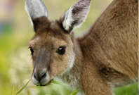 Kangaroo Mouth View