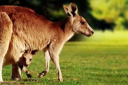 Kangaroo With Child View