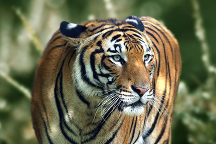 Tiger Facts, Pictures and Habitat of this Animal