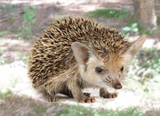 North American Porcupine