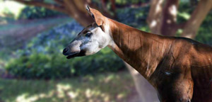 Okapi Animal