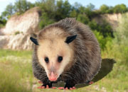 Opossum