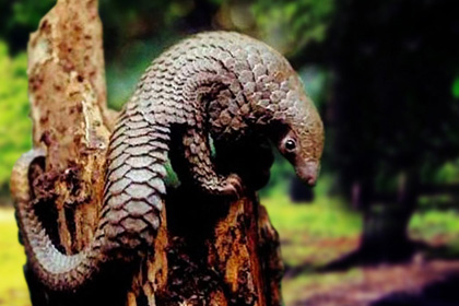 Pangolin Facts Pictures And Information