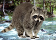 Raccoon