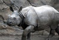 Rhinoceros Picture White Color