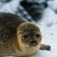 Ringed Seal Are Smallest Seals