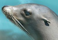 Sea Lion Eye View Picture