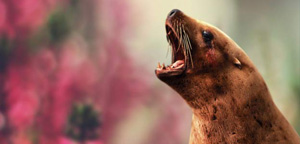 Sea Lion Mouth Picture