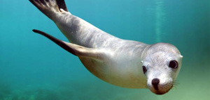 Sea Lion Under Water Picture