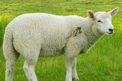 Sheep Are Firce View Picture