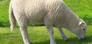 Sheep Eat Grass View