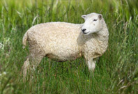 Sheep Picture In Grass Area