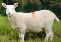 Sheep White Color Picture