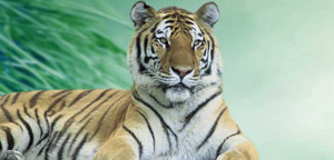 Siberian Tiger Are Gazing