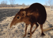 Smoky Shrew