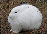 Snowshoe Hare