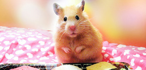 What Can Hamster Eat Are Gazzing