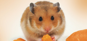 What Can Hamster Eating View Picture