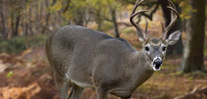What Do Deer Eat Picture