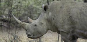 White Rhino And Cattle Egret