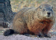 Groundhog or Woodchuck