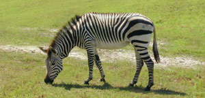 Zebra Eat Grass