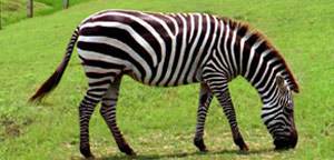 Zebra Eating Grass Picture