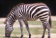 Zebra Facts Picture