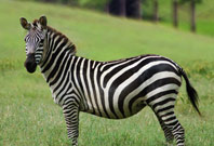 Zebra Gazzing Picture