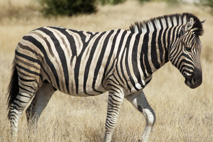 Zebra Picture