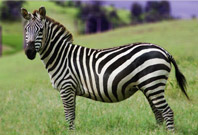 Zebra Picture In Grass Area