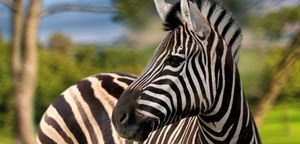 Zebra Pictire In Jungle