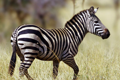 Zebra Running View Picture