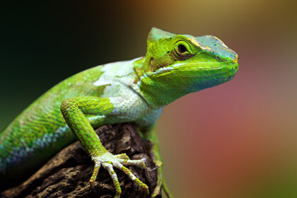 Lizard Sitting On wood