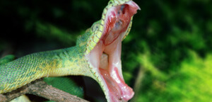 Snake Wide Open Mouth View